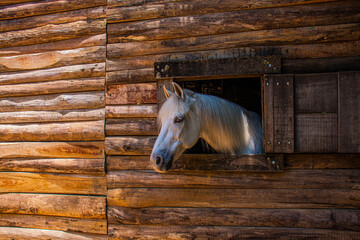 A horse framed by a wood window