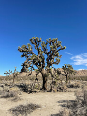 Obraz premium tree in the desert