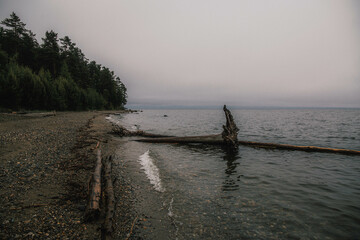a large snag lies on a stone coast, gray sky, horizon