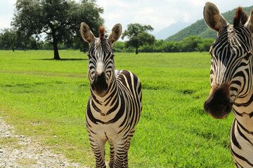 Fototapeta premium Beautiful striped African zebras in safari park