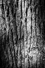 bark of a tree