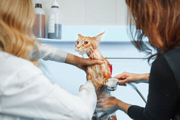 red Maine Coon cat during bathing, grooming services