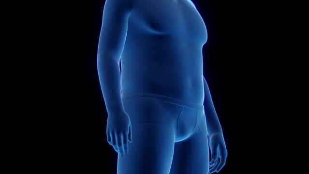 3d rendered medical animation of man gaining weight