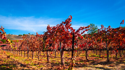 Autumn grapevine foliage and scenic vineyard landscape in Temecula Valley, Southern California