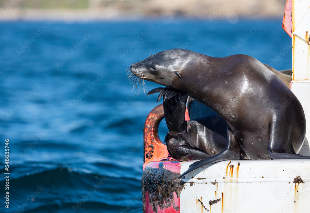 Sticker sea lion on buoy