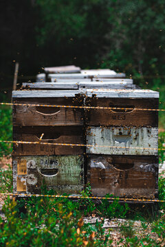 Home Beekeeping Boxes In Backyard