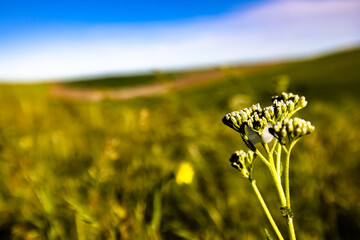 Obraz premium Wildflower with Bubbles 2