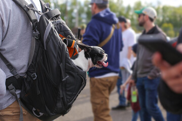 dog breed black french bulldog or pug sits in a backpack with his tongue hanging out, which hangs on the back of a man. They walk around the city