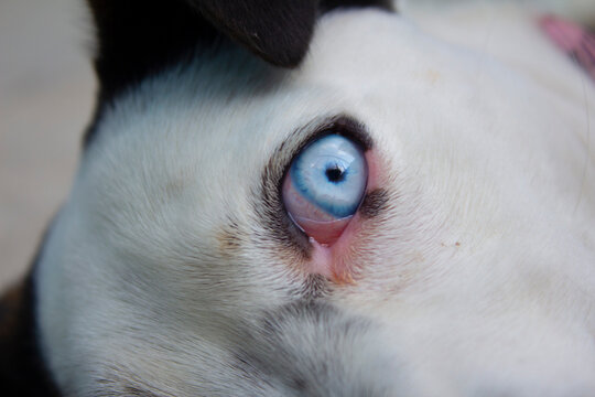 PUPILA AZUL EN OJO DE CACHORRO PERRUNO