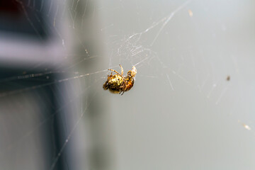 Closeup of a spider wrapping a bee on a web