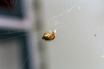 Closeup of a spider wrapping a bee on a web