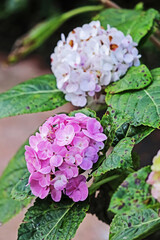 The Hydrangea flower in the garden