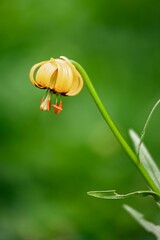 Closeup of a beautiful Tiger lily in a garden with blurred background