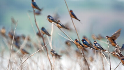 Flock of Barn swallows (Hirundo rustica) perched on sticks in the La Segua wetland near Chone, Ecuador