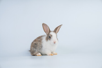 Rabbit isolated on a white background