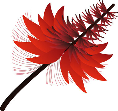 真紅の花が特徴の梯梧の花