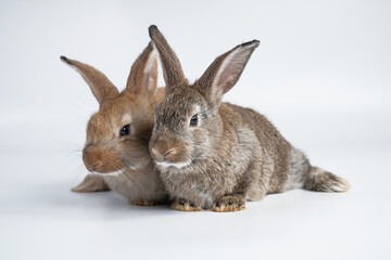 Rabbit isolated on a white background