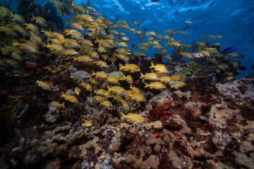 Fototapeta na wymiar coral reef in the sea of gulf of mexico cozumel and playa del carmen