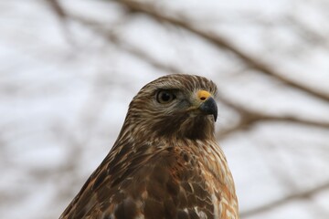 Hawk bird portrait in the wild