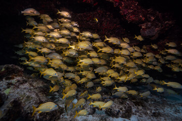 coral reef in the sea of gulf of mexico cozumel and playa del carmen