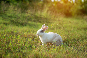 Little cute rabbit sitting on the grass. Bunny on green background.