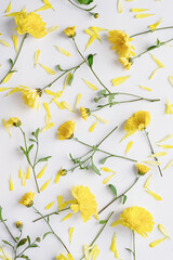 Yellow flowers flat lay, floral background of chrysanthemums on white, overhead view