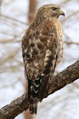 Wildlife in the tree - hawk bird