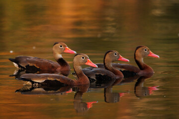 Black-bellied whistling ducks (Dendrocygna autumnalis) swimming together on a pond in Sarasota,...