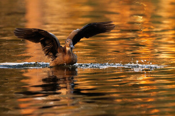 A duck lands in the water while flapping its wings. Species ID is tentatively a black-bellied...