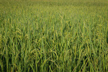 green rice fields are blooming