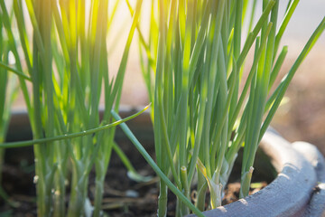 Obraz premium Fresh green onions in pots and morning sunlight