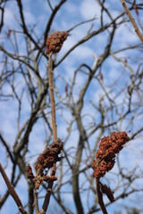 staghorn sumac tree bundle