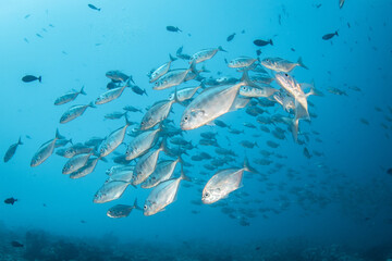 Fototapeta premium Cottonmouth jackfish