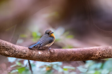 Little brown bird with yellow neck standing on curve branch over fine blur brown background, female of Indochinese Tickell's blue flycatcher (Cyornis tickelliae)