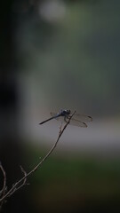 Dragon fly on a leaf