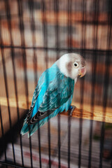 Beautiful Aqua and White Love Birds in a birdcage shoot from side