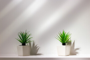 palm planting in white ceremic vase in minimal style with shadow