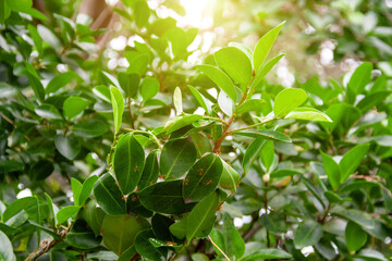 fire red ant live on jungle