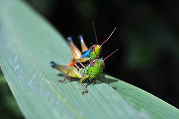 A pair of grasshoppers are mating on a green leaf selective focus blur background