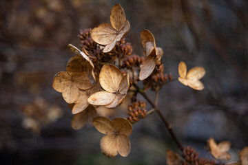 Dried Panicle Hydrangea Flowers Closeup During Autumn Season. Brown Withered Hydrangea Paniculata Flowers Close up During Fall. 