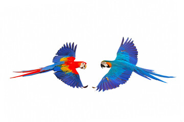 Colorful flying parrots isolated on white background.