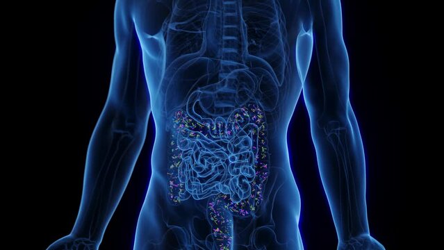 3d rendered medical animation of the microbiome of a man's colon