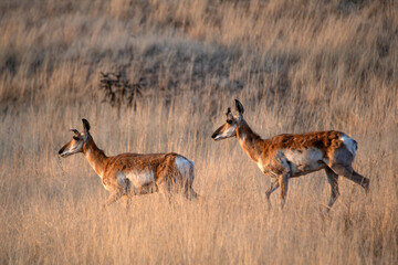 Pronghorn (Antilocapra americana)