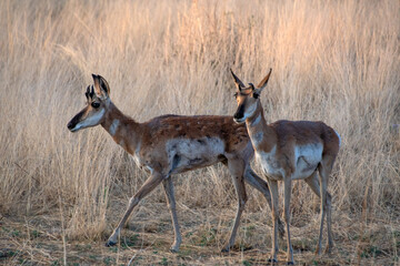 Pronghorn (Antilocapra americana)