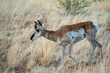 Pronghorn (Antilocapra americana)