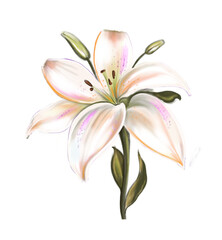 Naklejka na ściany i meble lily isolated on white. Flower hand-draw cartoon