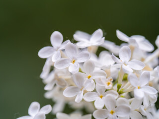 White Blooming Lilac Flowers in spring with blured background