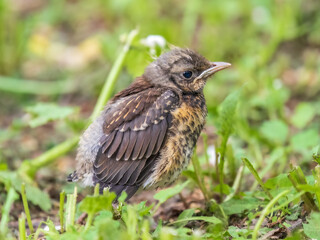 A fieldfare chick, Turdus pilaris, has left the nest and sitting on the spring lawn. A fieldfare chick sits on the ground and waits for food from its parents.