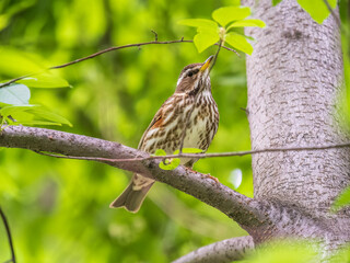 Wood bird Redwing, Turdus iliacus, sits on tree branch