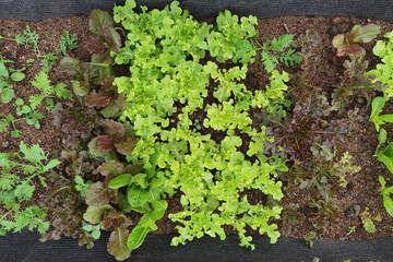 Growing organic vegetable farms for background                                                                                           